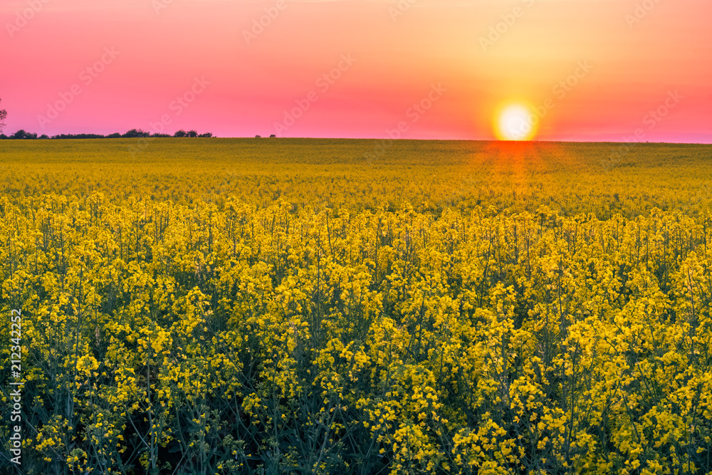 Beautiful summer field with flowering yellow rapeseed on sunset