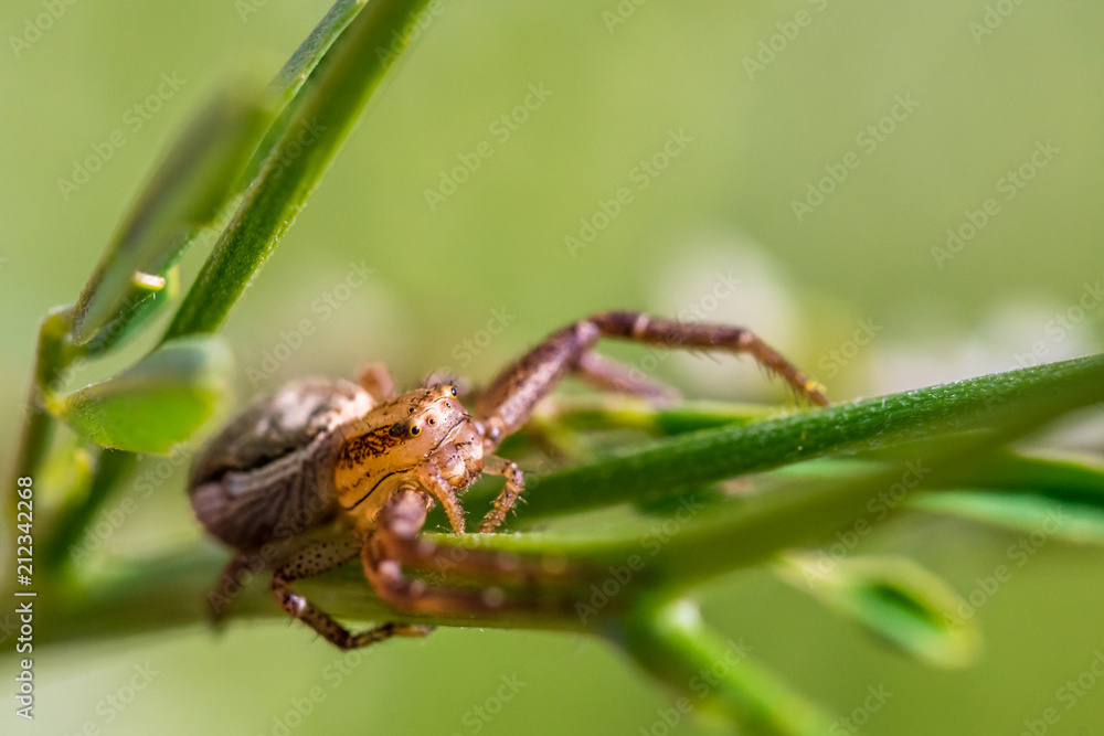 Macro portrait of a beautiful small garden spider on a green plant Macro portrait of a beautiful small garden spider on a green plant