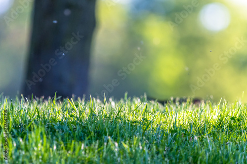 Fresh green grass in a park with an abstract green background