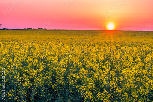 Beautiful summer field with flowering yellow rapeseed on sunset