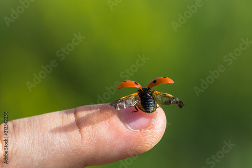 Small ladybug on top of a finger preparing to the fly