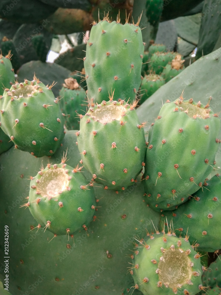 cactus cactus