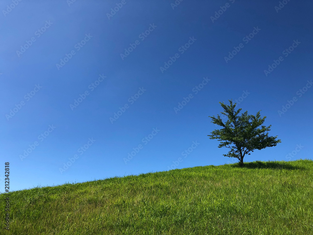 Obraz premium 丘の上に立つ木と夏の青空