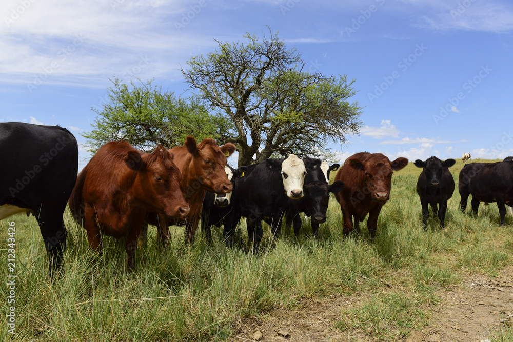 Steers fed on pasture, La Pampa, Argentina Steers fed on pasture, La Pampa, Argentina