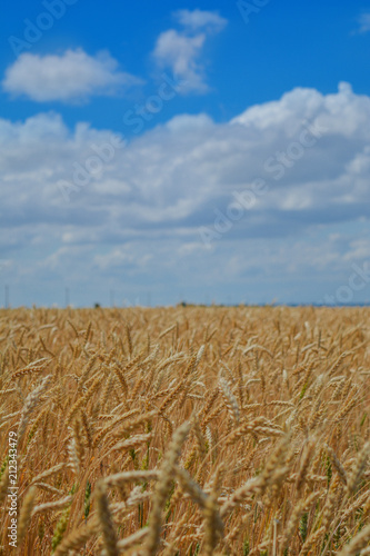 Field of wheat on a sunny day  sky with clouds.