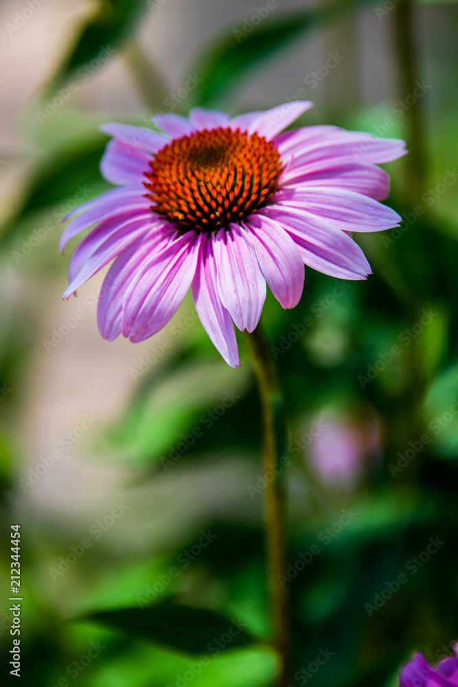 Obraz premium Purple Daisy