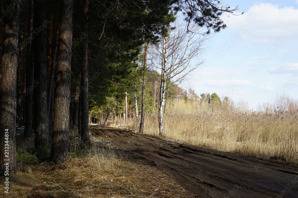 forest forest