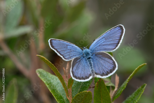 Silver-studded Blue Butterfly (Plebejus argus) perching on a leaf with its wings open