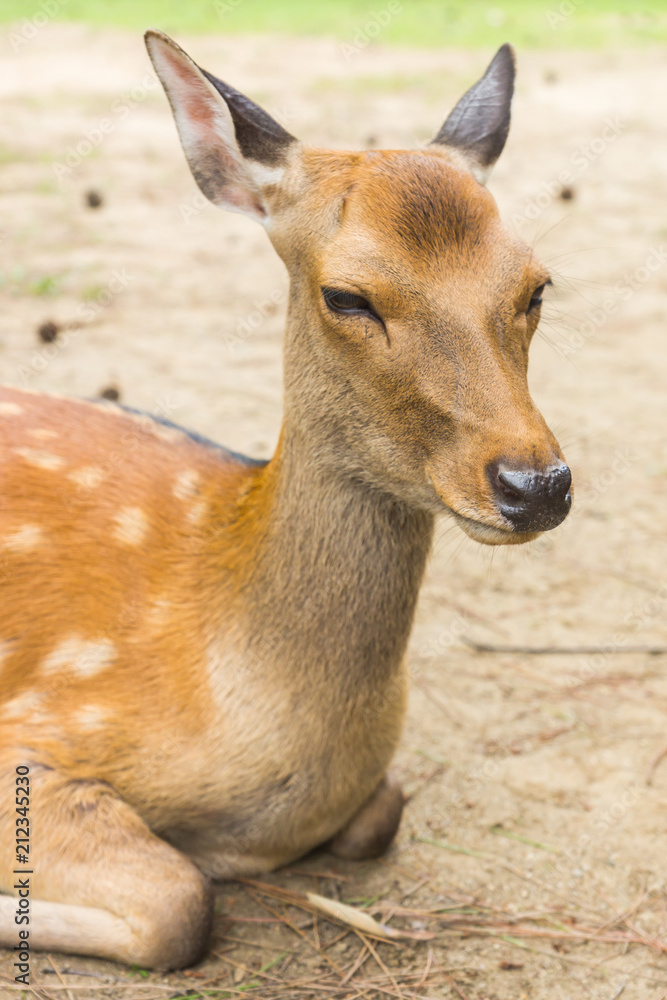 Wild cute sika deer with tiny velvet antlers relaxing and laying on the ground on a hot summer day in Nara Public Park, Nara, Japan Wild cute sika deer with tiny velvet antlers relaxing and laying on the ground on a hot summer day in Nara Public Park, Nara, Japan