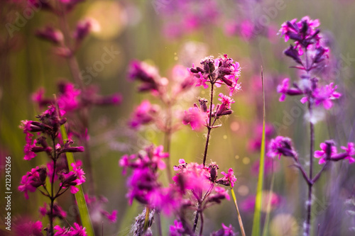 field flowers