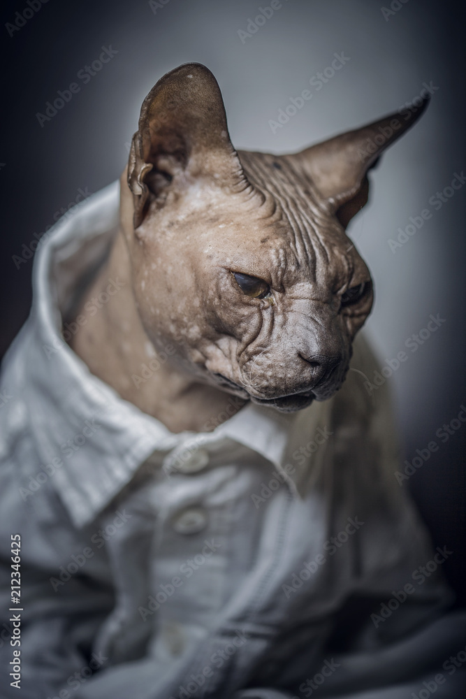 Fototapeta premium tired cat as a man