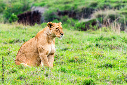 Fototapeta Naklejka Na Ścianę i Meble -  Lioness walks in savanna
