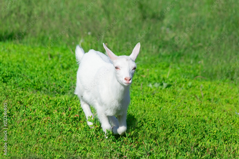 Fototapeta premium goat in a field of wheat