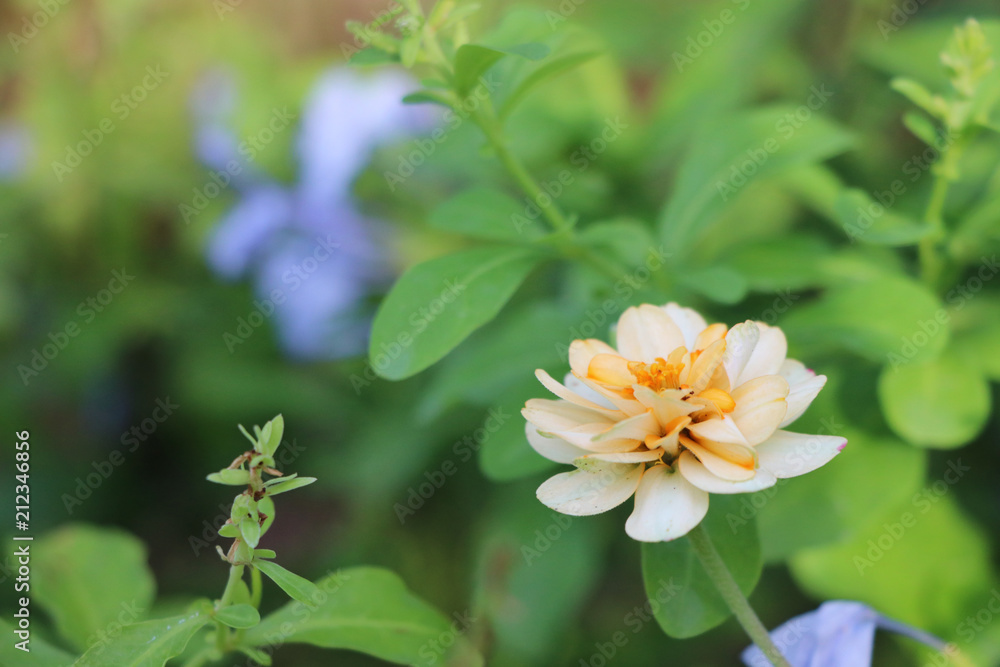 Yellow Zinnia violacea small flower with leaves in green nature background Yellow Zinnia violacea small flower with leaves in green nature background