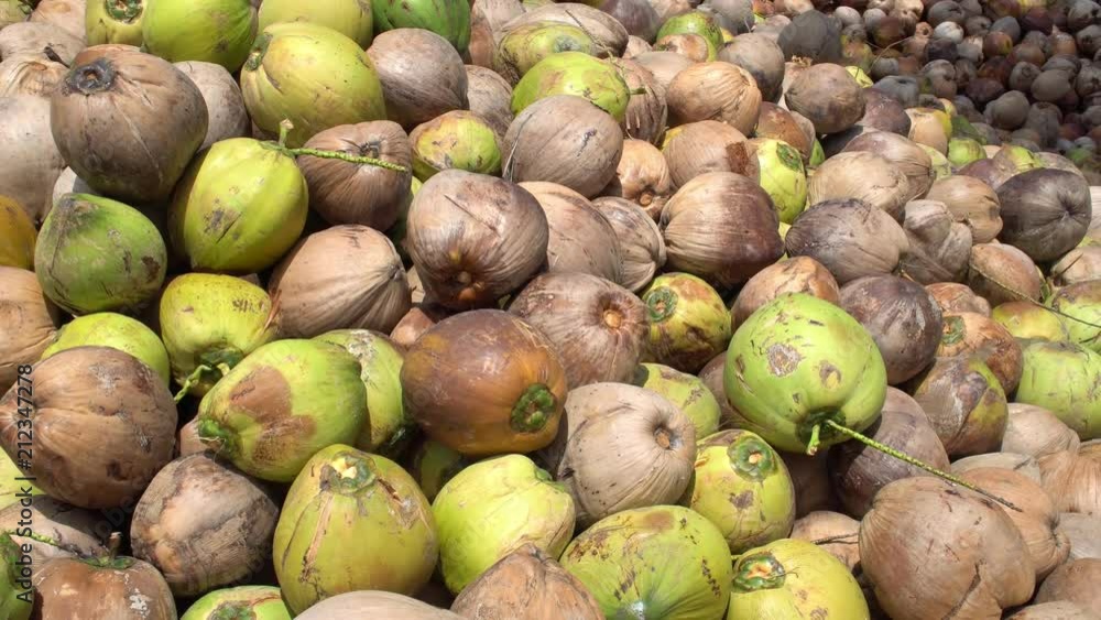 Huge Pile of Coconuts Lying under Palm Trees Huge Pile of Coconuts Lying under Palm Trees