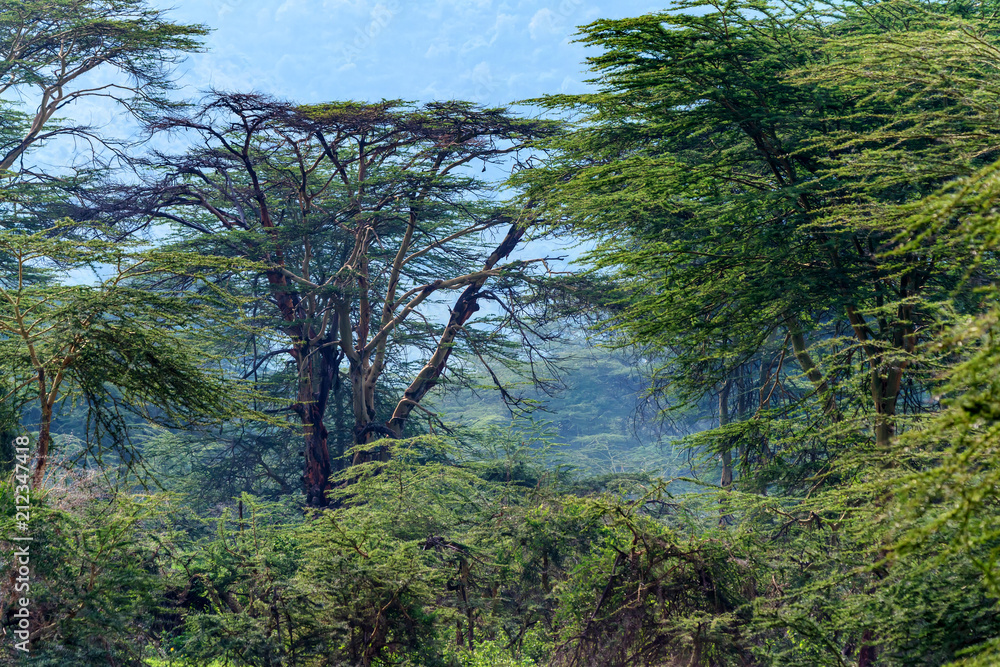 Beautiful savannah in Ngorongoro, Tanzania