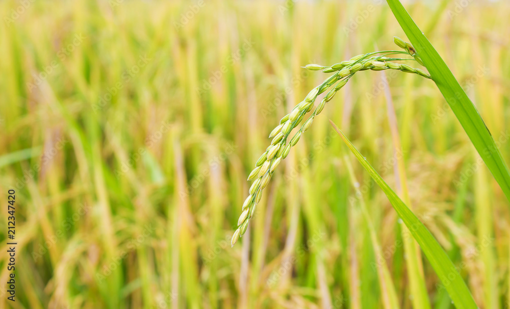 rice field in north Thailand, nature food landscape background. rice field in north Thailand, nature food landscape background.