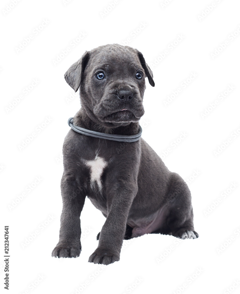 one-month-old cane corso puppy one-month-old cane corso puppy