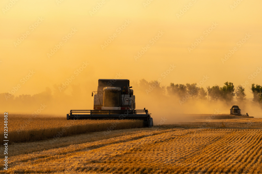 Fototapeta premium Combine harvesters harvests grain in the field at sunset. Behind these dust clouds