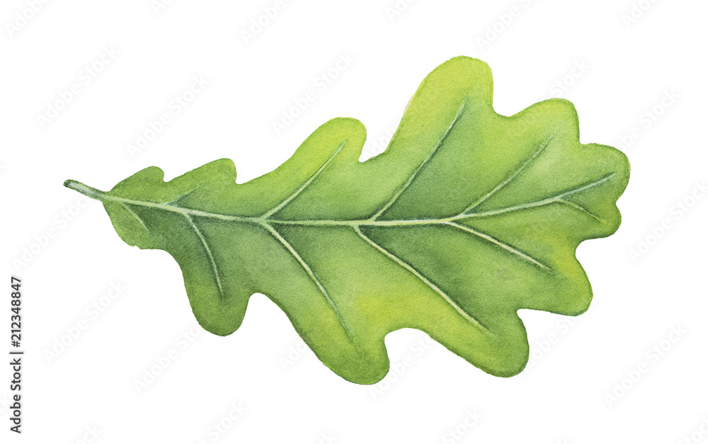 Green decorative oak leaf watercolour illustration. Symbol of strength, endurance, durability, regeneration, stability. Hand drawn water color painting on white background, isolated clip art detail. - obrazy, fototapety, plakaty 