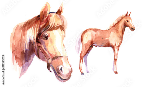 Naklejka Horse. Watercolor illustration