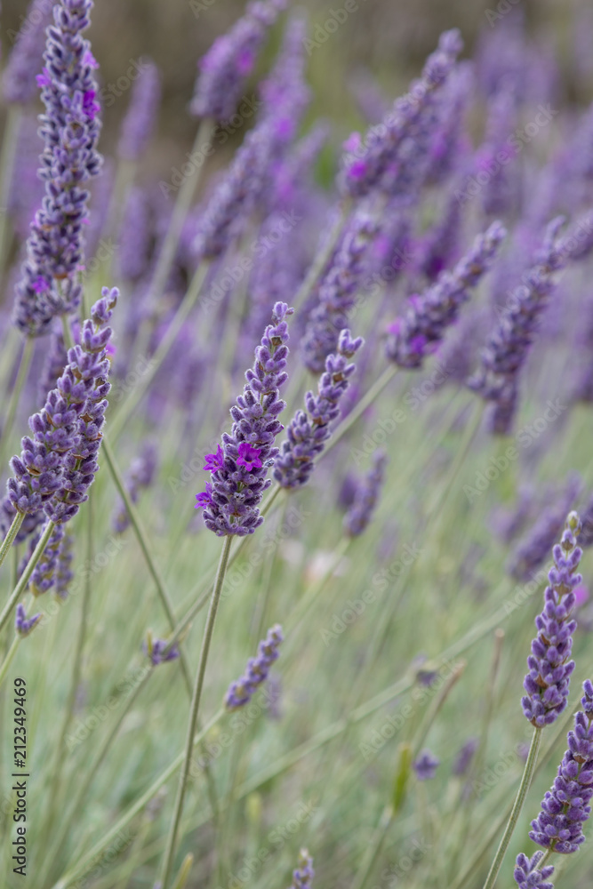 Obraz premium English lavender
