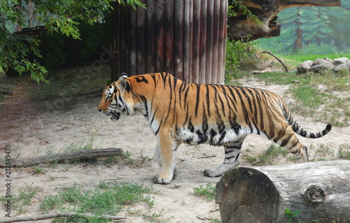 tygrys amurski