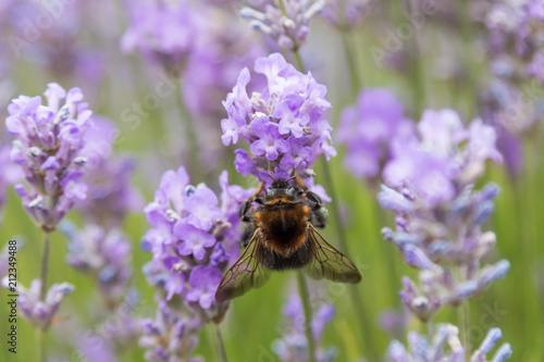 Bumblebee in lavender