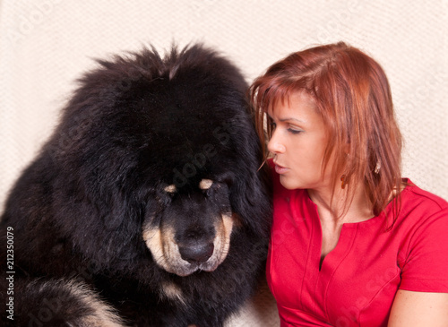 Huge dog breed Tibetan Mastiff and a pretty woman in a red dress. A woman tells a secret big dog.