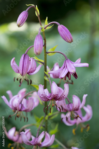Fototapeta Naklejka Na Ścianę i Meble -  Türkenbund-Lilie (Lilium martagon)