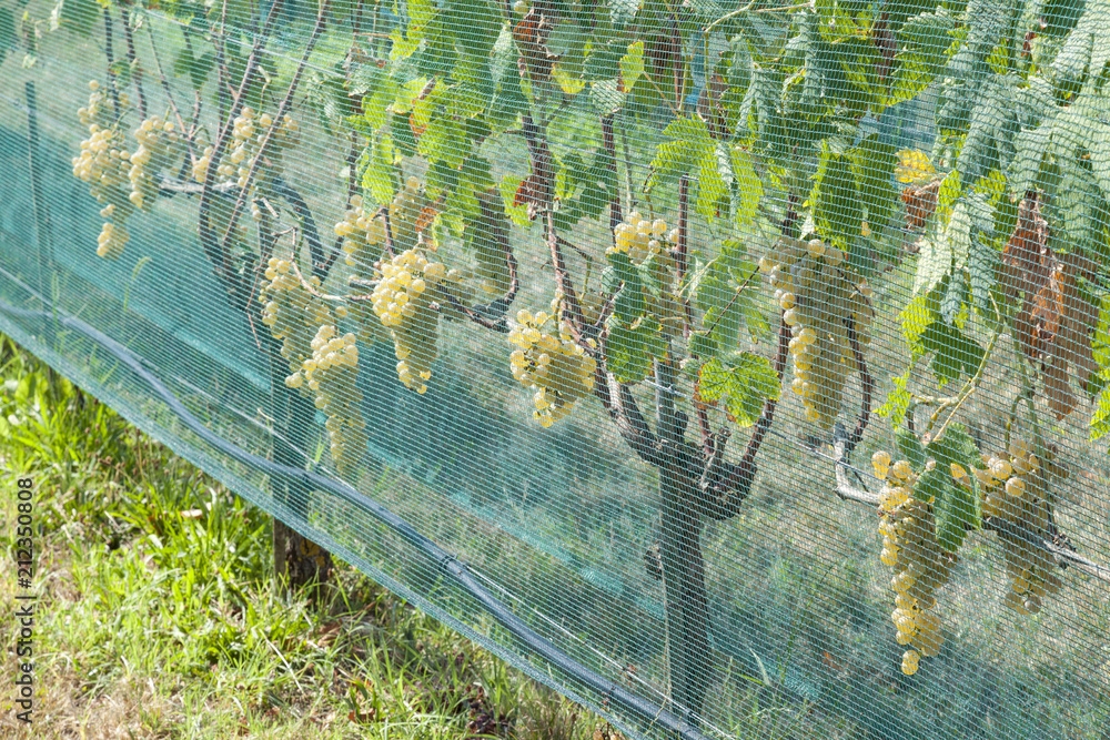 Fototapeta premium Winogrona Dorona na winorośli w Mazzorbo, Wenecja, Włochy, pokryte siatką ochronną przed uszkodzeniem owadów
