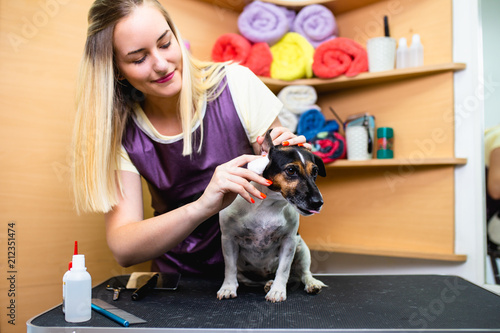 Professional groomer cleaning dog's ears at grooming salon.