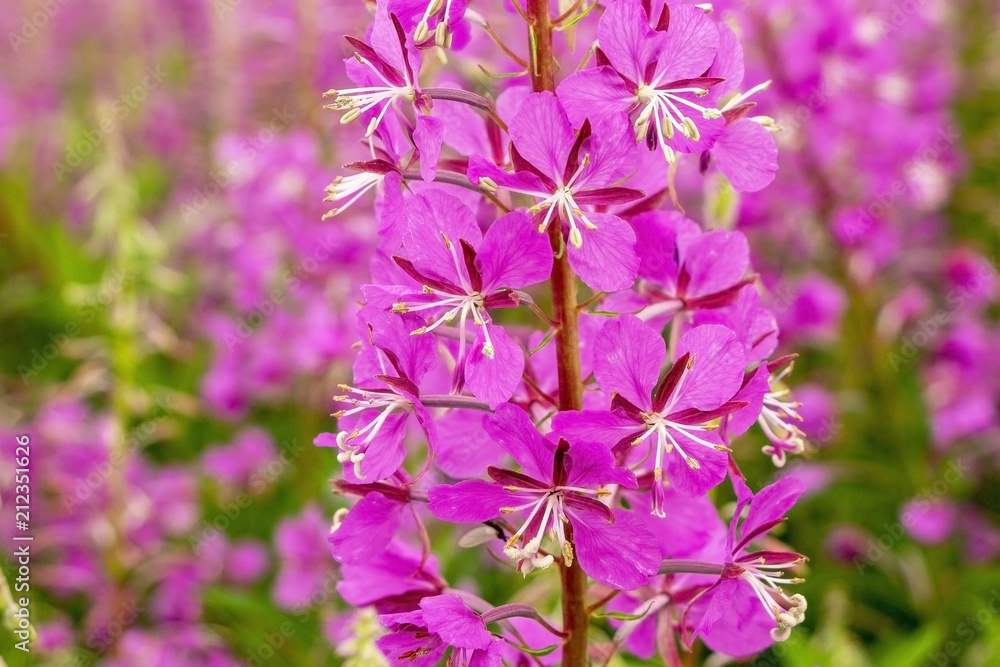 Fototapeta premium Beautiful, lovely pink flowers.