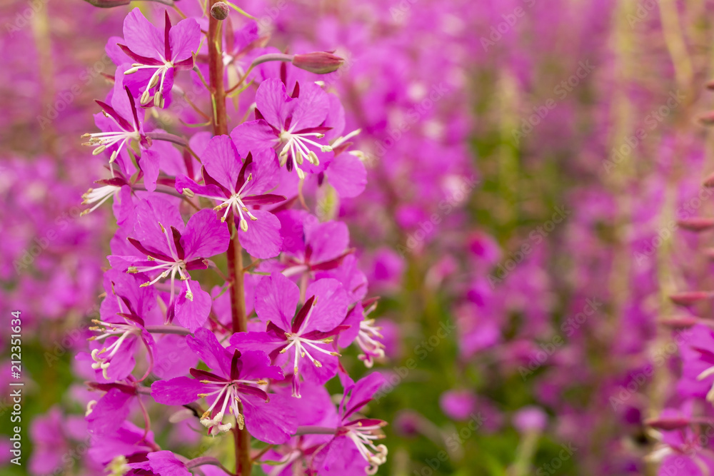 Fototapeta premium Beautiful, lovely pink flowers.