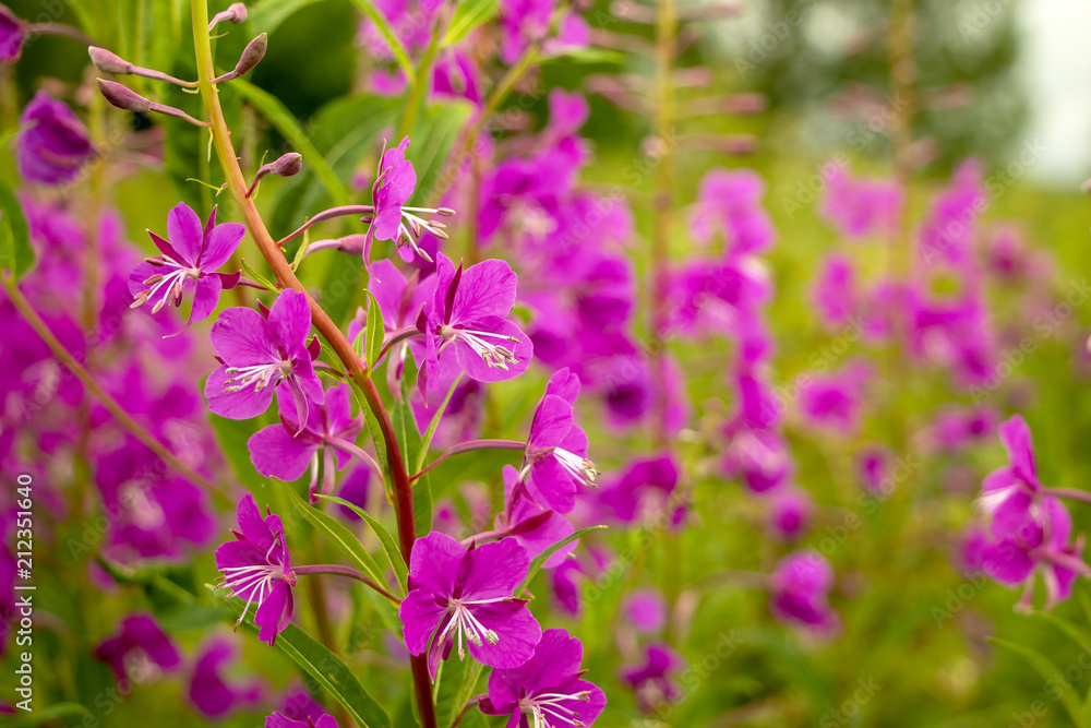 Beautiful, lovely pink flowers.