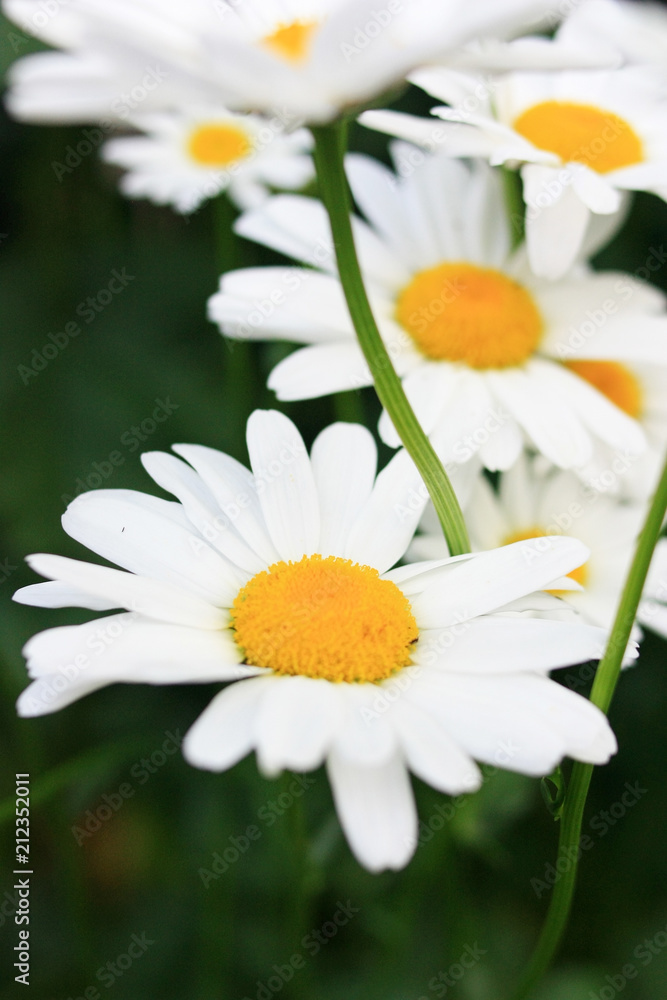 Obraz premium Daisies in the garden