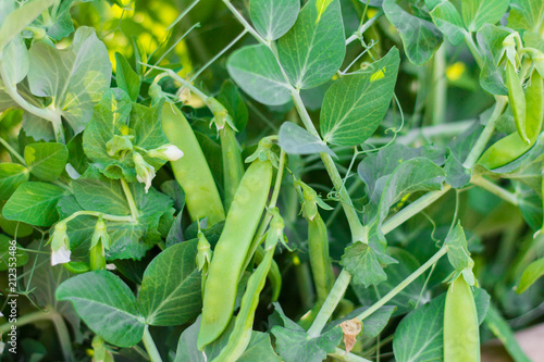young green peas in pods in the garden