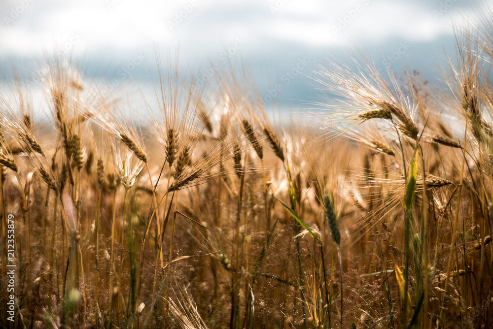 Fototapeta premium Weizenanbau