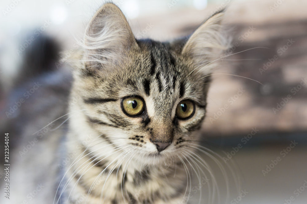 beautiful grey kitten sitting on the boards beautiful grey kitten sitting on the boards