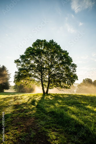 Baum im Licht