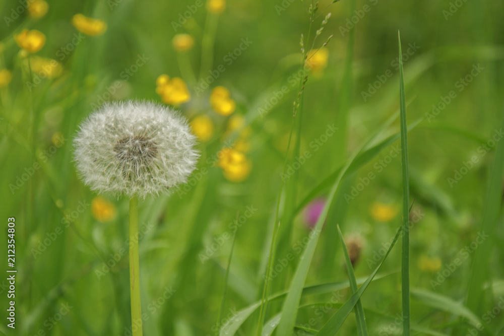 Soft focus Dandelion on green meadow Soft focus Dandelion on green meadow