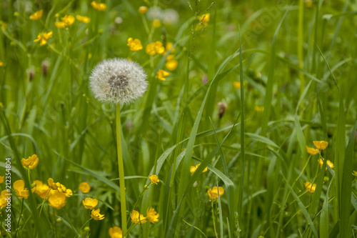 Dandelion on summer meadow