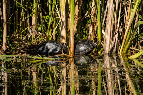 two turtles on the edge of the pond under the tall grasses enjoy some sun light