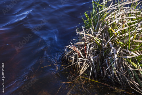 The grass on the banks of the river photo