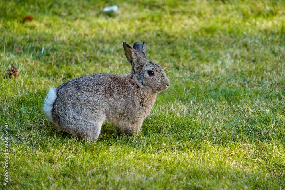 brown rabbit with white tail standing on the green grass. brown rabbit with white tail standing on the green grass.