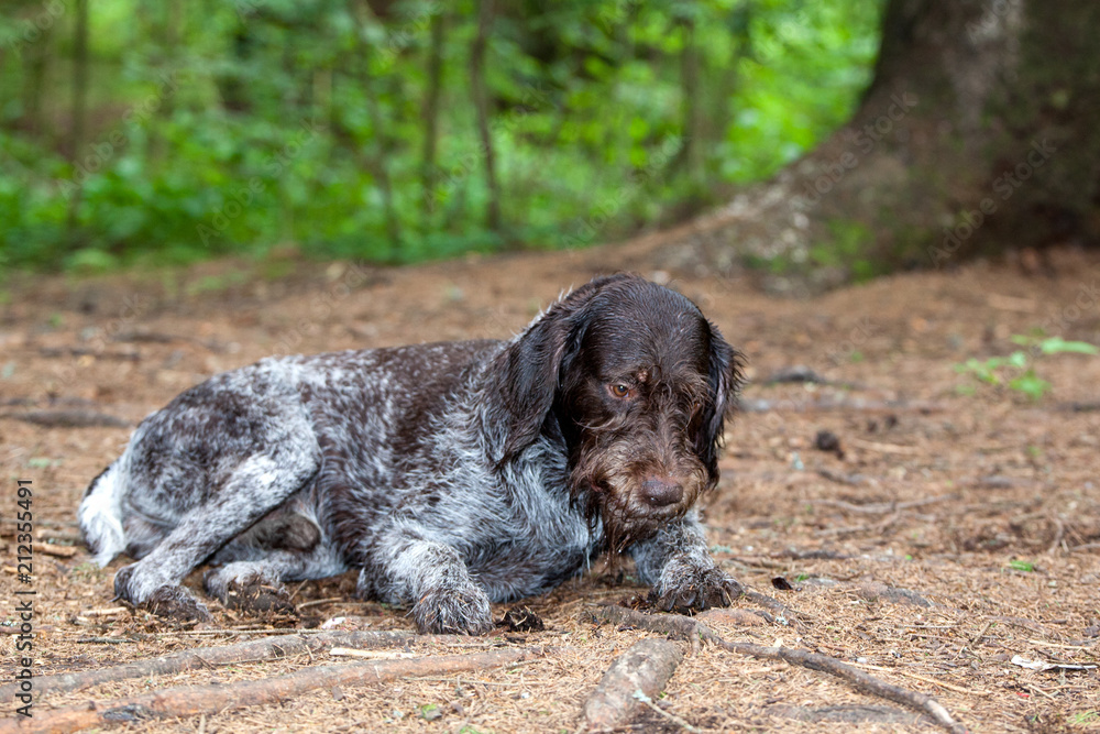 The dog breed  German Wirehaired Pointer drathaar in a forest meadow