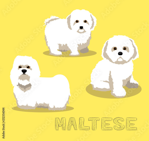 Dog Maltese Cartoon Vector Illustration