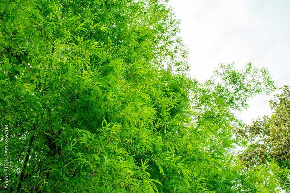The bamboo leaves are very bright green. The bamboo leaves are very bright green.
