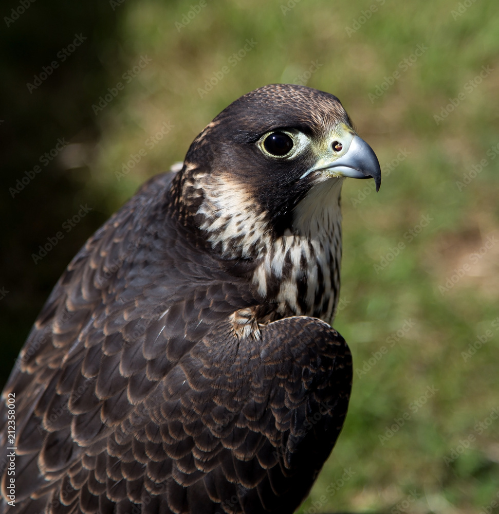 Peregrine Falcon Head View Close Up Peregrine Falcon Head View Close Up