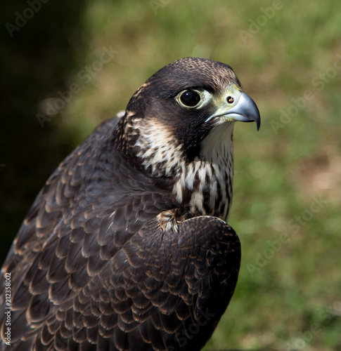 Peregrine Falcon Head View Close Up